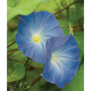 Heavenly Blue Morning Glory flowers