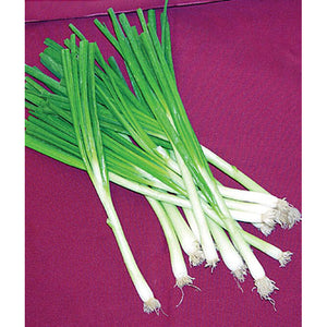 Scallions