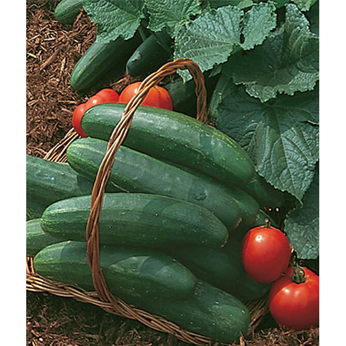 Organic cucumbers