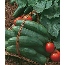 Organic Picklebush Cucumber Seed Pack 67461