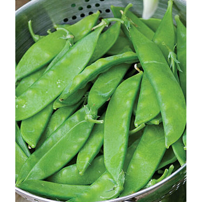 Snowbird sugar pea pods