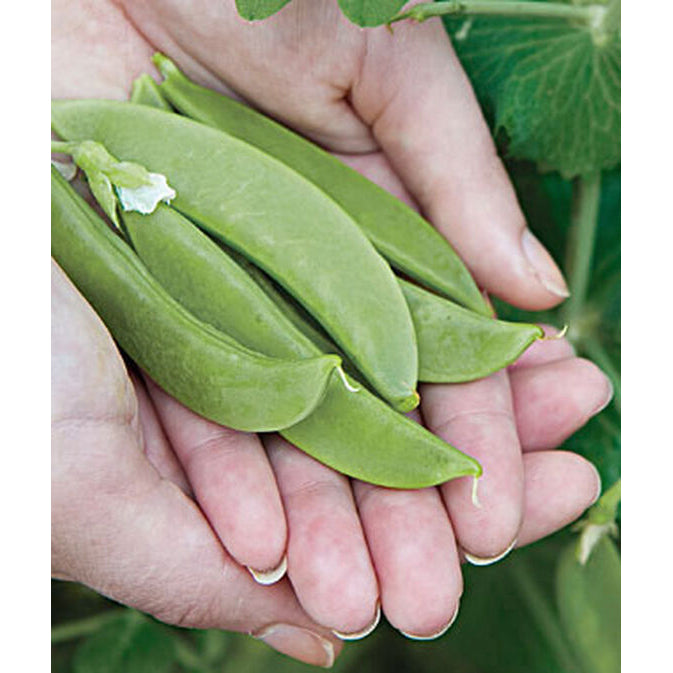 Snappy Sugar peas