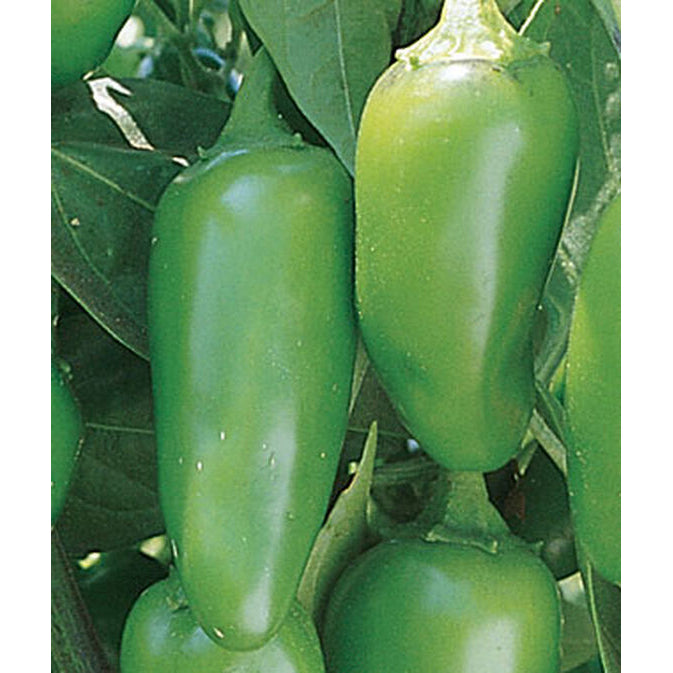 Jalapeno hot peppers