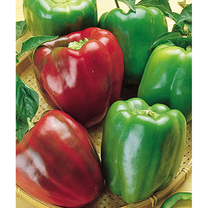 California Wonder Sweet Pepper