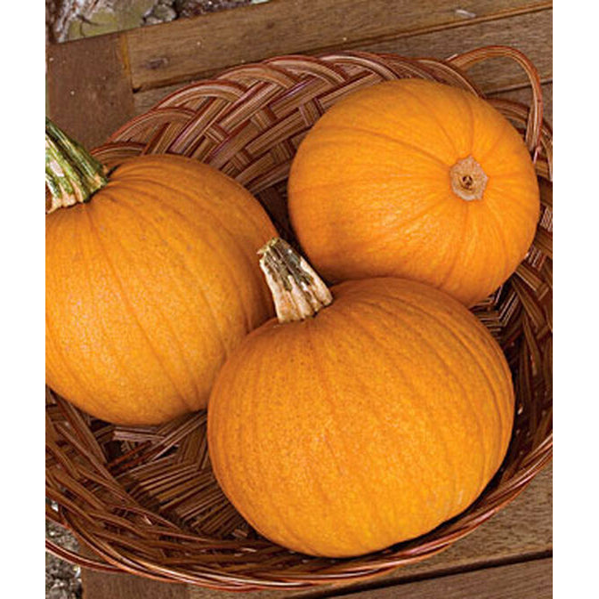 Jack-O-Lantern pumpkins