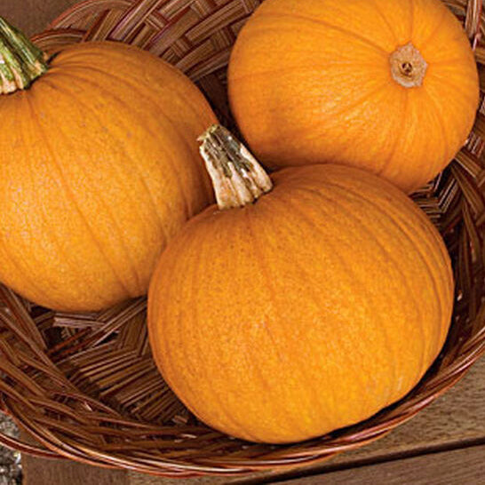 Jack O' Lantern pumpkins