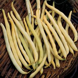 Yellow pencil-pod wax beans.