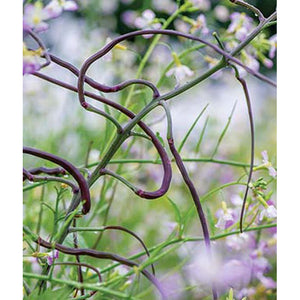 Dragon's Tail radish pods