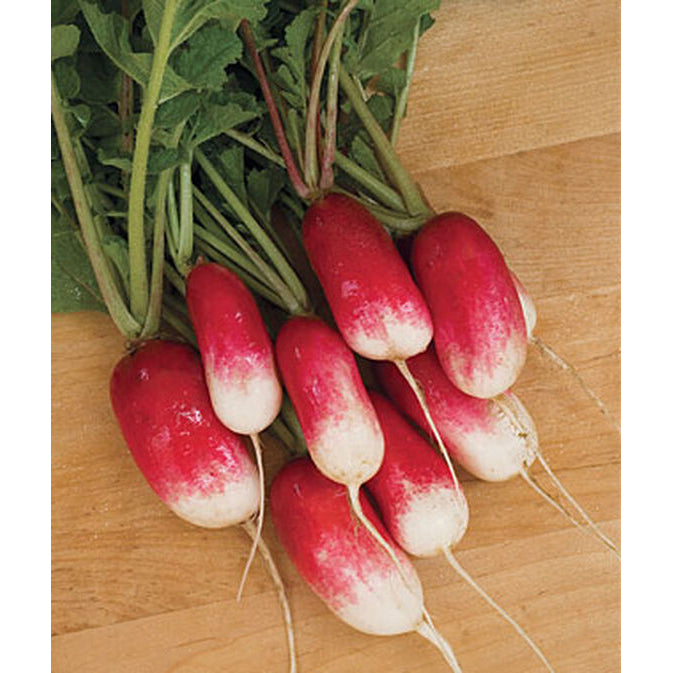 French Breakfast Radishes