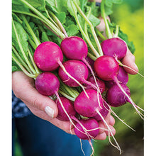 Royal Purple radishes