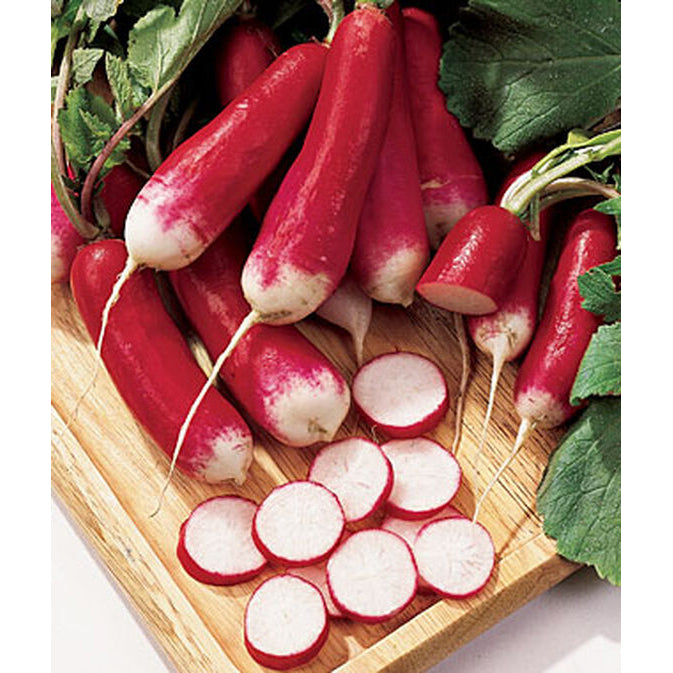 French radishes