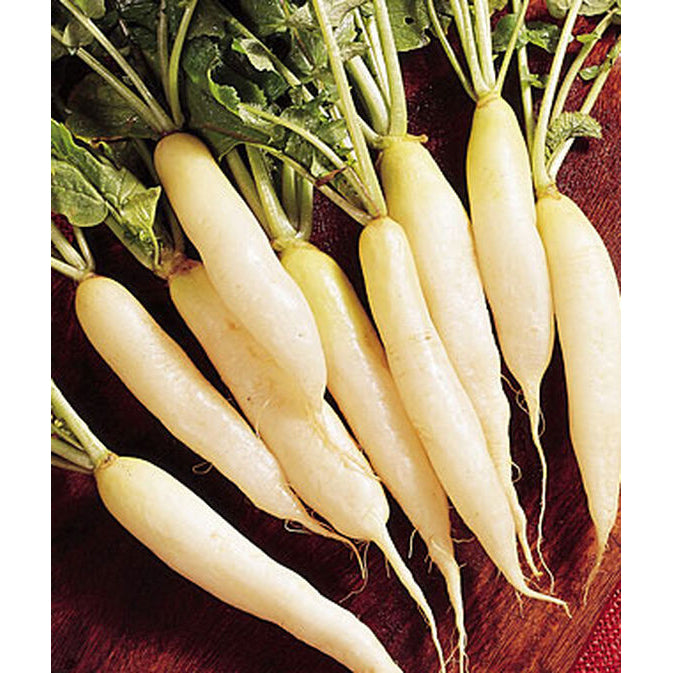 White Icicle radishes