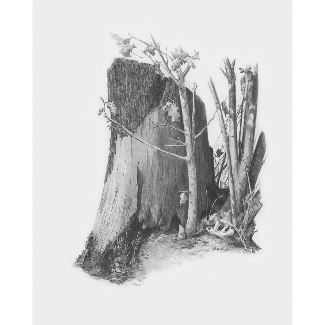 Tree stump picture