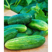 Bragger Hybrid cucumbers