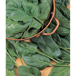 Salad Sensation Hybrid Spinach Seed Pack 51529