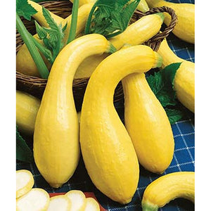 Early Summer Crookneck squash