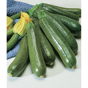 Fordhook zucchini