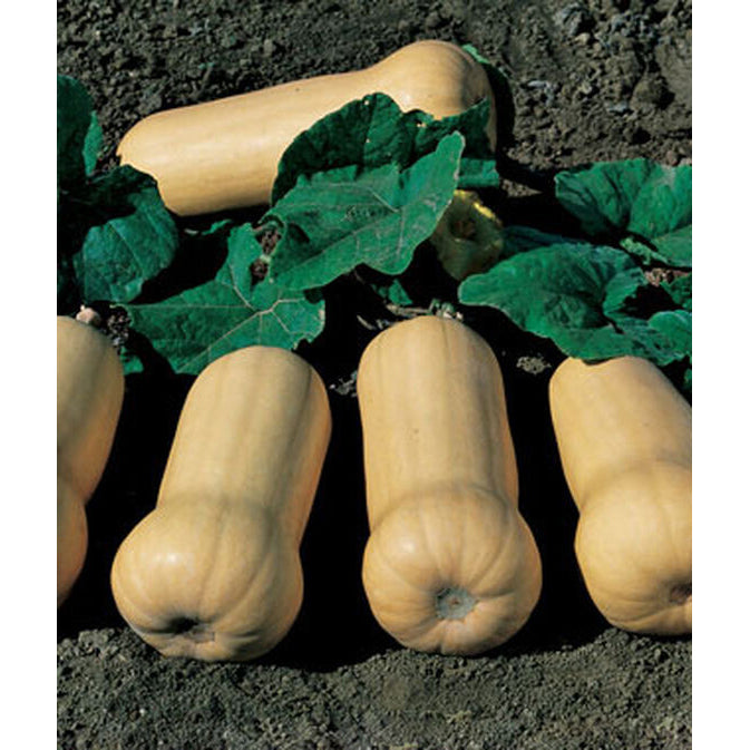 Butternut squash