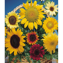 Colorful sunflowers