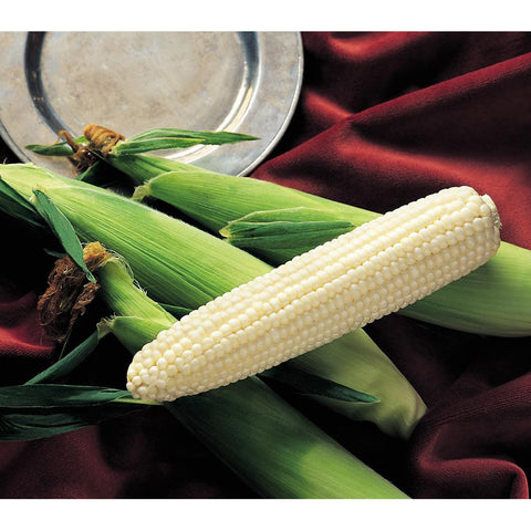 Silver King Sweet Corn.