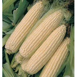 Silver Queen sweet corn.