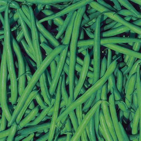 Rohrer Seeds strike beans.