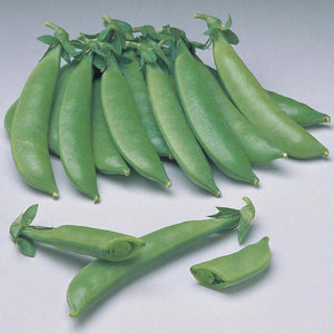 Rohrer Seeds Sugar Sprint snap peas.