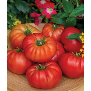Madame Marmande hybrid tomatoes