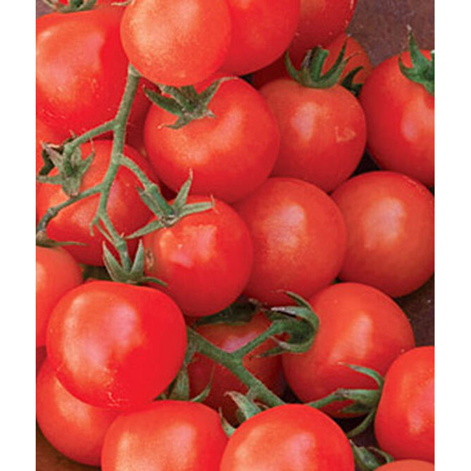 Small tomatoes