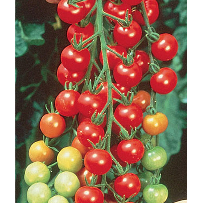 Super Sweet cherry tomatoes