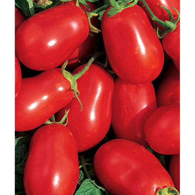 Roma tomatoes