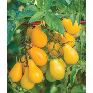 Yellow Pear tomatoes