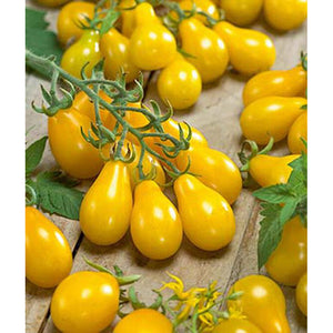 Small yellow tomatoes