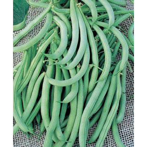Tendergreen beans.