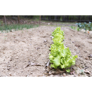 Row of lettuce