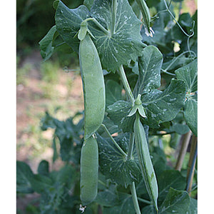 Blue Bantam peas