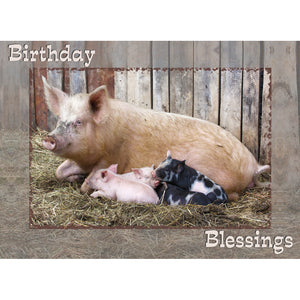 FT boxed greeting card birthday farmyard friends pigs