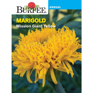 Mission Giant Marigold flower seed pack