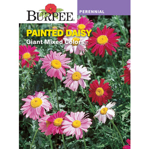 Painted Daisy Flower seed pack