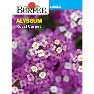 Royal Carpet Alyssum flower seed pack