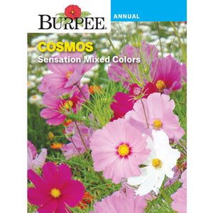 Burpee Cosmos flowers