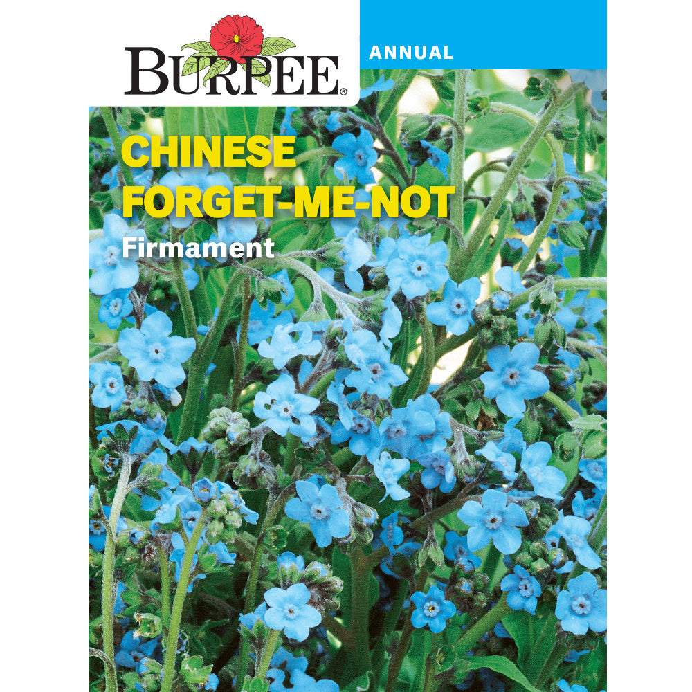 Chinese Forget-Me-Not flowers