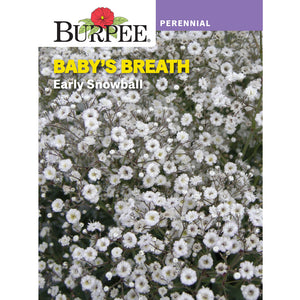 Perennial Baby's Breath Seed