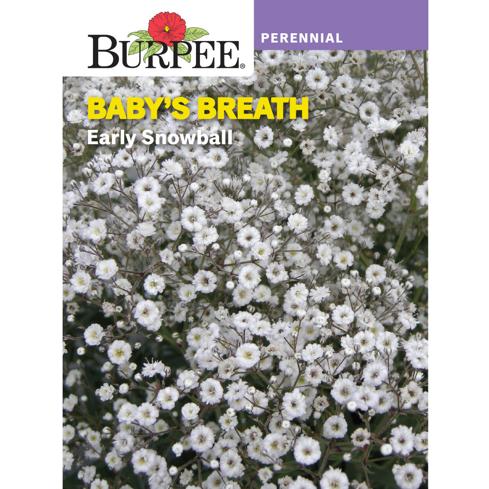 Early Snowball baby's breath flowers