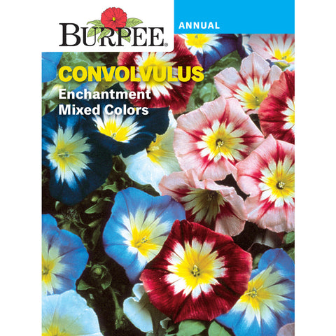 Convoluvulus flower seed pack