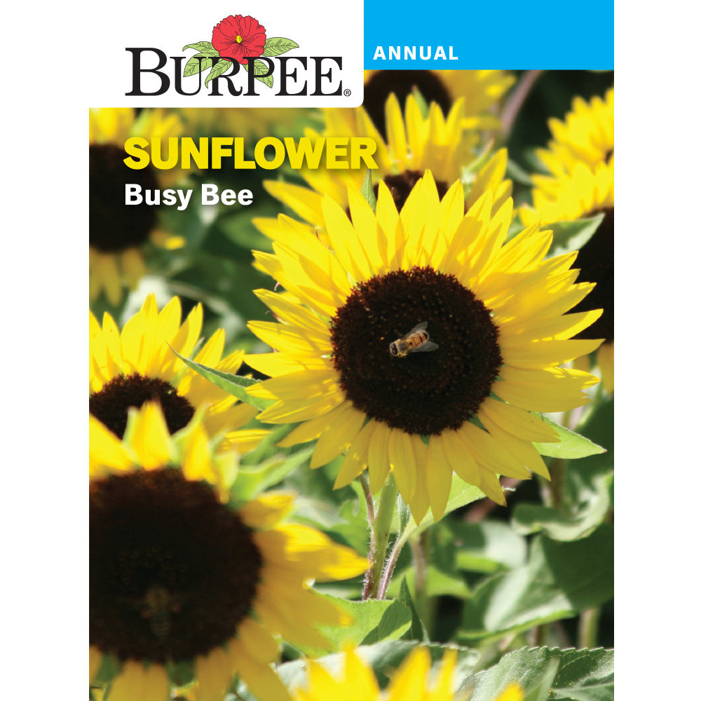 Busy Bee Sunflower seed pack