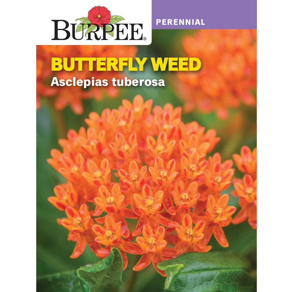 Butterfly Weed flower seed pack