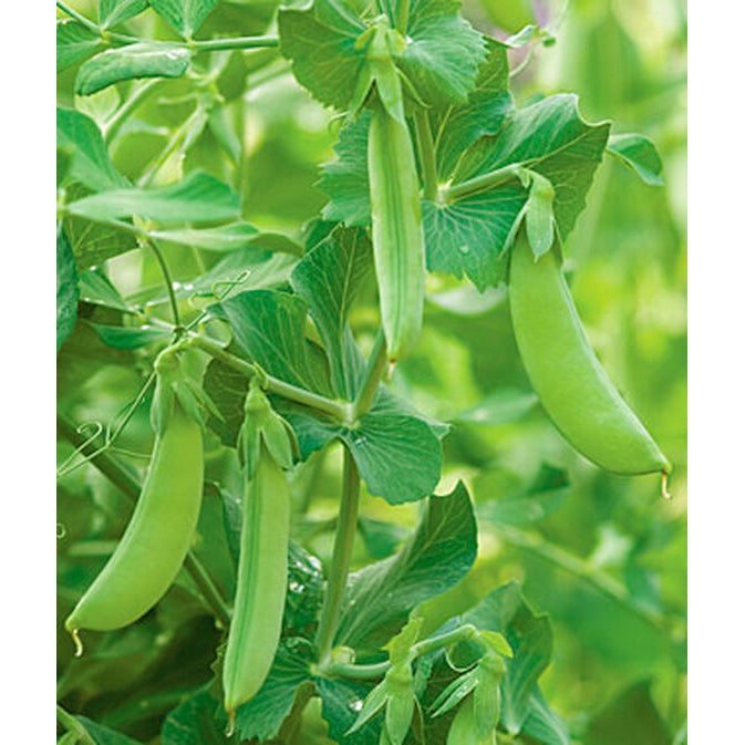 Cascadia Peas