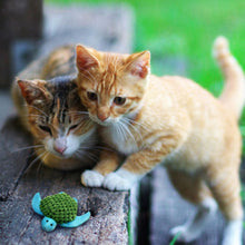 Kittens looking at turtle