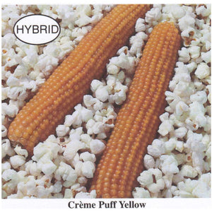 Creme Puff popcorn seed